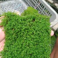 Gambar hemianthus cuba tanaman acuascape/Aquarium dari eshan aquatic undefined 2 Tokopedia
