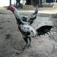 Gambar Mangon Line Ayam Import Warna Cempaka dari Ayam Aduan Jepara Raya undefined 2 Tokopedia