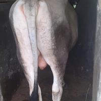Gambar sapi qurban garut12 dari toko serba ada agung undefined 3 Tokopedia