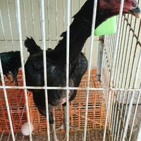 Gambar Shamo betina mulai bertelur dari djolali cemani undefined 1 Tokopedia