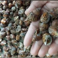Gambar keong macan bekuan fres dari mahesa king seafood undefined 1 Tokopedia