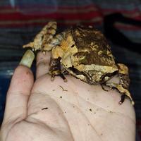 Gambar katak tanduk big size/megophyrs montana dari bralingexoticpets undefined 5 Tokopedia