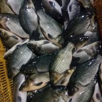 Gambar ikan mas segar dari waroeng agak waras undefined 2 Tokopedia