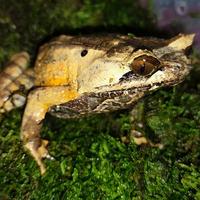 Gambar katak tanduk big size/megophyrs montana dari bralingexoticpets undefined 2 Tokopedia