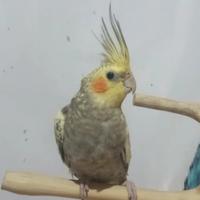 Gambar Burung Jinak Falk Pearl dan Grey free fly dari laskarparrot undefined 1 Tokopedia