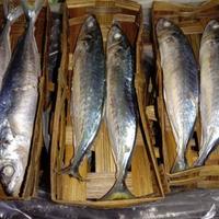 Gambar Ikan Cue Keranjang (isi 2) - 2pcs dari IKAN SEGAR CAK ADNAN undefined 1 Tokopedia