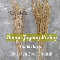 Gambar Bunga kering hias kembang jagung Tanaman kering - wrna agak putih dari tokokiki undefined 1 Tokopedia