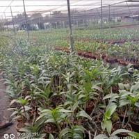 Gambar Tanaman Hias Anggrek Dendrobium Black Papua-Anggrek Dendro Siap Bunga dari yanflora undefined 2 Tokopedia