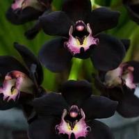 Gambar Tanaman Hias Anggrek Dendrobium Black Papua-Anggrek Dendro Siap Bunga dari yanflora undefined 1 Tokopedia
