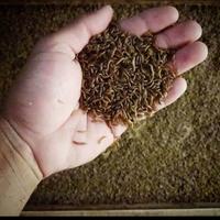 Gambar Ulat Kandang Hidup Pakan Unggas Dll - 150 Gram dari Betta srengseng undefined 1 Tokopedia