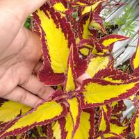 Gambar Miana/Iler/Jawer kotok/coleus Bolu Nanas dari Orlin's Garden undefined 2 Tokopedia