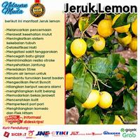 Gambar Jeruk Lemon 500 Gram / Lemon Lokal Segar / Lemon Lime dari Nelayan Muda jakarta undefined 4 Tokopedia