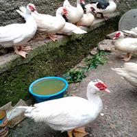 Gambar Bebek entok/kuyuk jantan muda - Hidup dari Warung Zalfa Cell Reload undefined 1 Tokopedia