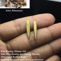Gambar Wasi Kuning Sarang Tabuan Asli Sepasang dari Kalimantan Ada Getaran dari Pusaka Bahari Kalimantan undefined 1 Tokopedia