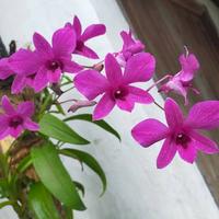 Gambar anggrek Dendrobium bantimurung dari TANI ANGGREK undefined 1 Tokopedia