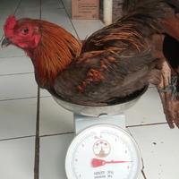 Gambar Ayam Jago Kampung (pacek) dari Rumah Unggas undefined 1 Tokopedia