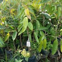 Gambar bibit durian pelangi unggul super dari Florist Garden ID undefined 1 Tokopedia