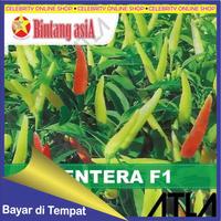 Gambar 60 BUTIR BIJI/BENIH CABE RAWIT LENTERA F1 KEMASAN REPACK - Merah dari DUTA BENIH undefined 2 Tokopedia
