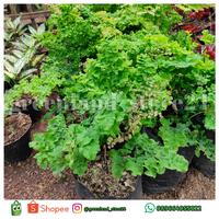 Gambar tanaman hias suplir postar - suplir - tanaman hias suplir dari GreenLandStore24 undefined 1 Tokopedia