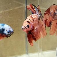 Gambar ikan cupang plakat emerald/nemo galaxy size M+ dari Radenbettasplendens354 undefined 2 Tokopedia