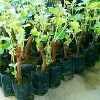 Gambar Bibit Anggur Lokal Tanaman Buah Anggur Berupa Tanaman didalam Polybag dari Kebun Akhyar undefined 2 Tokopedia