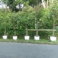 Gambar bibit buah unggulan durian musangking kaki 3 dongkelan - Bawor, 2 dari goebok tani makmur undefined 3 Tokopedia