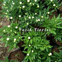Gambar Krismil - Tanaman Hias Krismil - Tanaman Bunga Krismil - Tanaman Lombok Udel dari putik florist undefined 2 Tokopedia