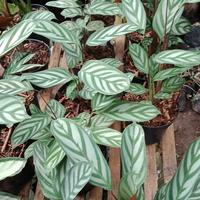 Gambar tanaman hias calathea sentosa/calathea sentosa pembersih udara dari azaleaolshop 25 undefined 2 Tokopedia