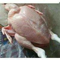 Gambar ayam potong 1 kg - 1/2 ekor paha dari Jossegar1 undefined 2 Tokopedia