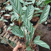 Gambar tanaman hias calathea sentosa/calathea sentosa pembersih udara dari azaleaolshop 25 undefined 4 Tokopedia