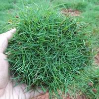 Gambar rumput Jepang 1 meter persegi dari aby bunga undefined 1 Tokopedia