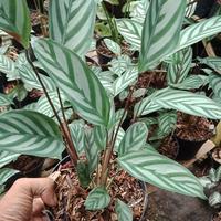 Gambar tanaman hias calathea sentosa/calathea sentosa pembersih udara dari azaleaolshop 25 undefined 1 Tokopedia