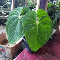 Gambar Anthurium Magnificum Verde Besar dari Okanoka.indonesia undefined 1 Tokopedia