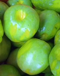 Gambar Manisan JAMBU BIJI Aguan Segar Jambu klutuk Aguan Home Made Snacks dari Haiyang Central_NEW undefined 1 Tokopedia