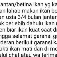 Gambar bibit lele dumbo paket 10 ekor dari ratu nusantara galeri undefined 3 Tokopedia