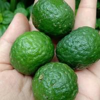 Gambar jeruk limau 500 gram dari BAKULNYA SAYUR_NEW undefined 1 Tokopedia