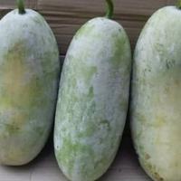 Gambar Labu Kundur dari Ladang Sayur DHN undefined 1 Tokopedia