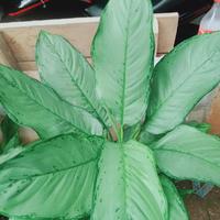 Gambar tanaman hias blnceng aglo/ diefen commutatum dari dyas farm garden undefined 1 Tokopedia