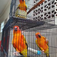 Gambar jual burung sun conure dari mardiano undefined 1 Tokopedia