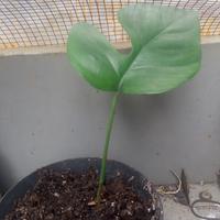 Gambar tanaman-hias-monstera-raphidopora-tetrasperma dari Warunghenni undefined 4 Tokopedia