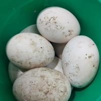 Gambar Telur Angsa / Telor Soang Segar 1 Pcs Untuk Berbagai Kebutuhan Instan/Reguler dari tokoberassuci undefined 4 Tokopedia