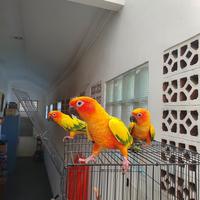 Gambar jual burung sun conure dari mardiano undefined 2 Tokopedia