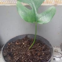 Gambar tanaman-hias-monstera-raphidopora-tetrasperma dari Warunghenni undefined 3 Tokopedia