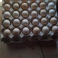 Gambar TERMURAH TELUR AYAM ELBA FERTIL dari PETERNAKAN KIKI undefined 3 Tokopedia