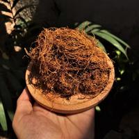 Gambar Tembakau Mole - Tambeng Besuki - Tembakau Linting - Bandung dari Panah Eastern undefined 2 Tokopedia