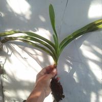 Gambar vanda lombokensis+anggrek species dari ozan orchid undefined 3 Tokopedia