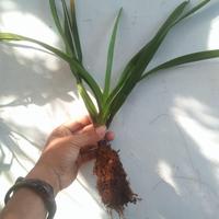Gambar vanda lombokensis+anggrek species dari ozan orchid undefined 4 Tokopedia