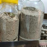 Gambar Bubuk Cacing Lumbricus Rubellus 100gram Kemasan Botol dari aku suka_store undefined 2 Tokopedia