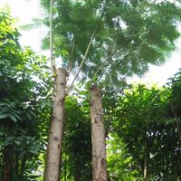Gambar Pohon flamboyan besar dari Ardaflora undefined 1 Tokopedia