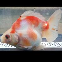 Gambar Paket Mas Koki 5 Jenis dari Syam_fish undefined 4 Tokopedia